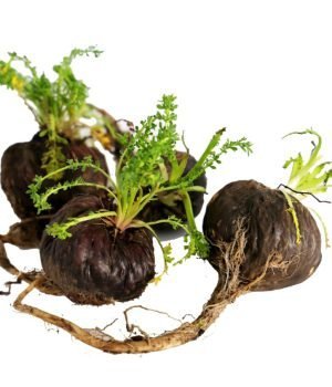Black-Maca-Extract-Lepidium-meyenii-scaled-1-1024x845-1-r3m1o6t1ful8jkx3a7ehphrkfiokjyd3st564j26jw.jpg