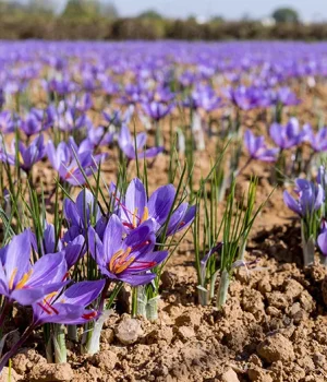 in-article-saffron-field-r3m1o6t1ful8jkx3a7ehphrkfiokjyd3st564j26jw.webp